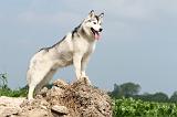 SIBERIAN HUSKY 134